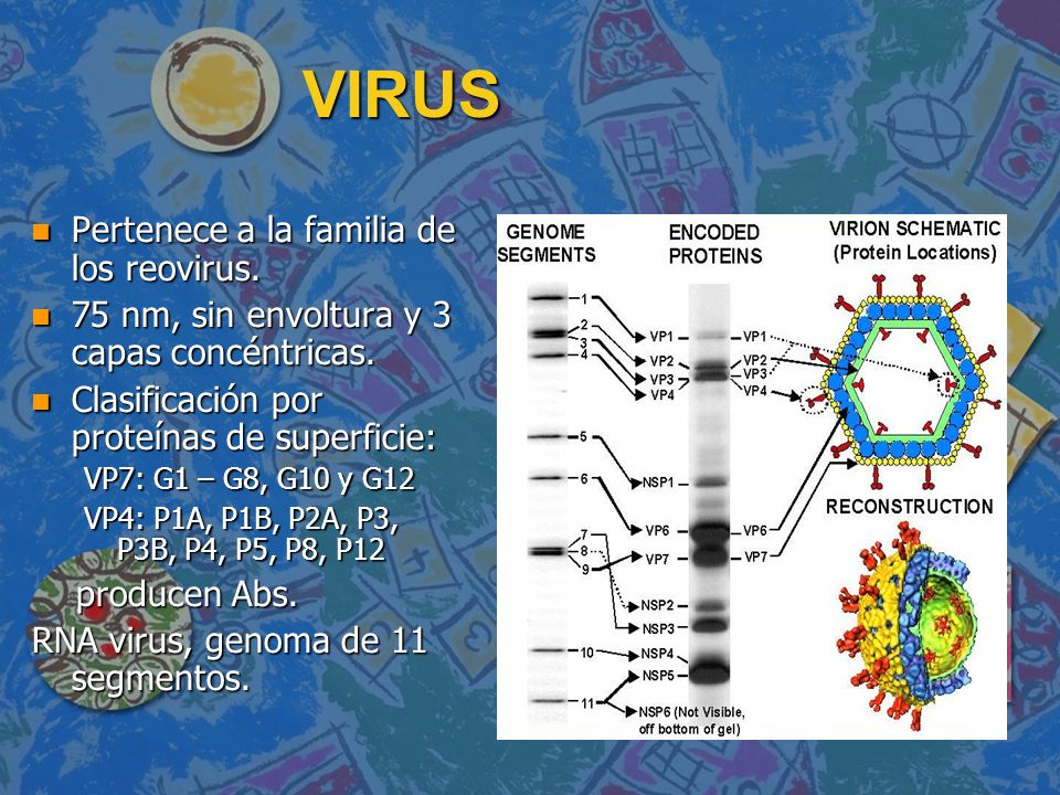 VIRUS Pertenece a la familia de los reovirus.