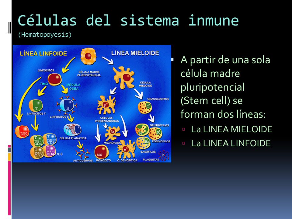 Células del sistema inmune (Hematopoyesis)