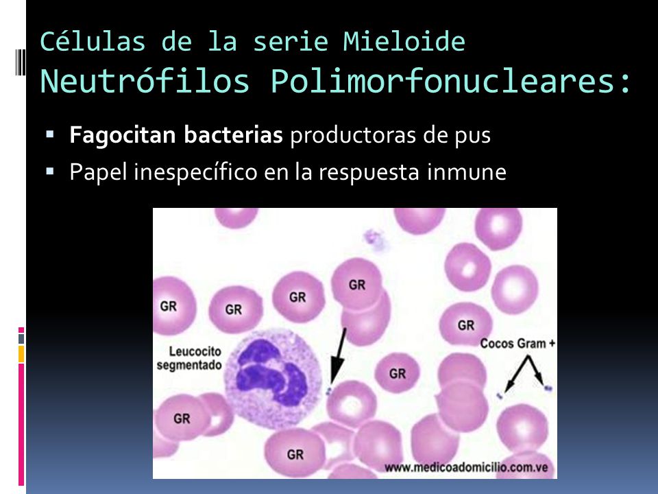 Células de la serie Mieloide Neutrófilos Polimorfonucleares: