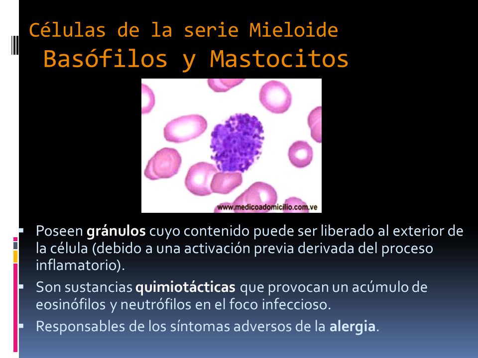Células de la serie Mieloide Basófilos y Mastocitos