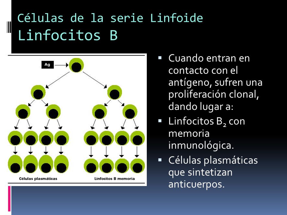 Células de la serie Linfoide Linfocitos B