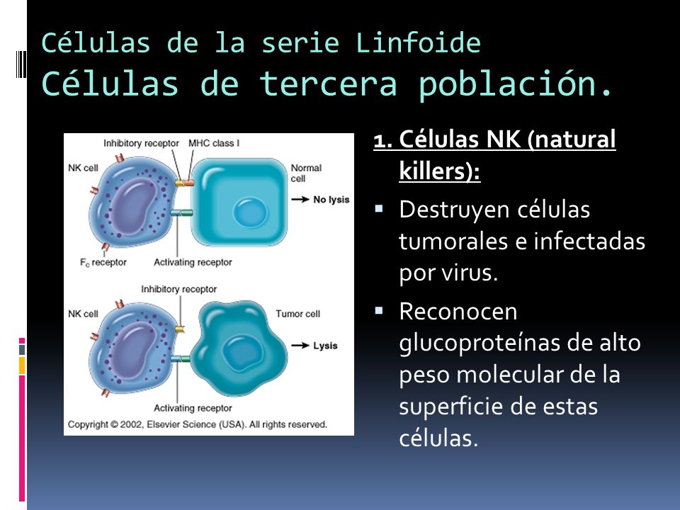 Células de la serie Linfoide Células de tercera población.