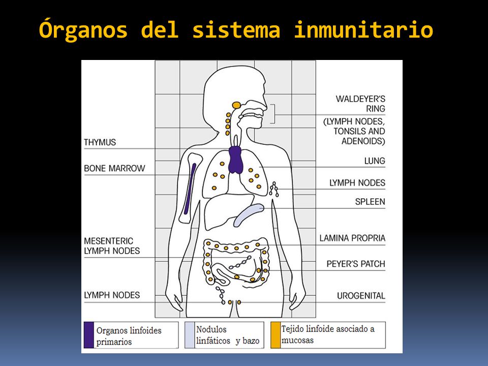 Órganos del sistema inmunitario