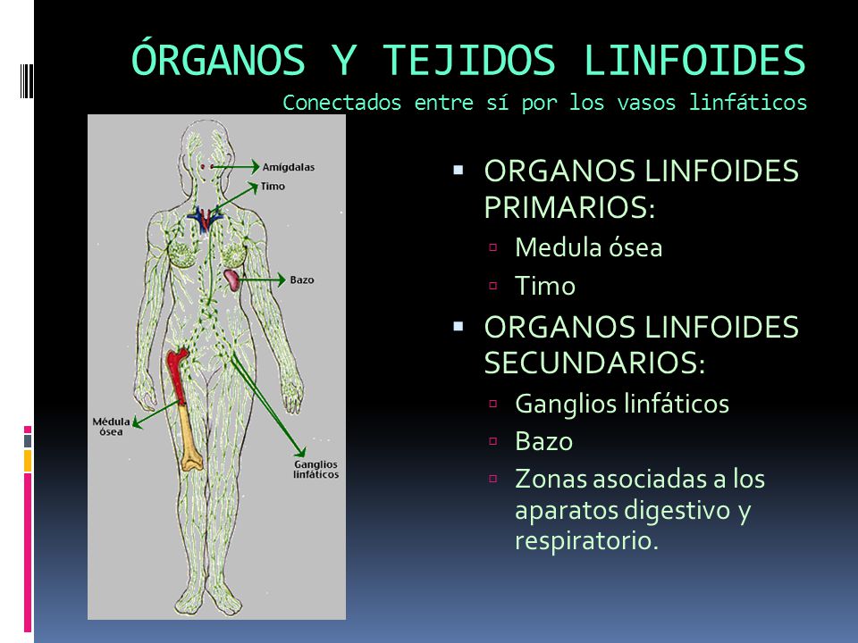 ÓRGANOS Y TEJIDOS LINFOIDES Conectados entre sí por los vasos linfáticos
