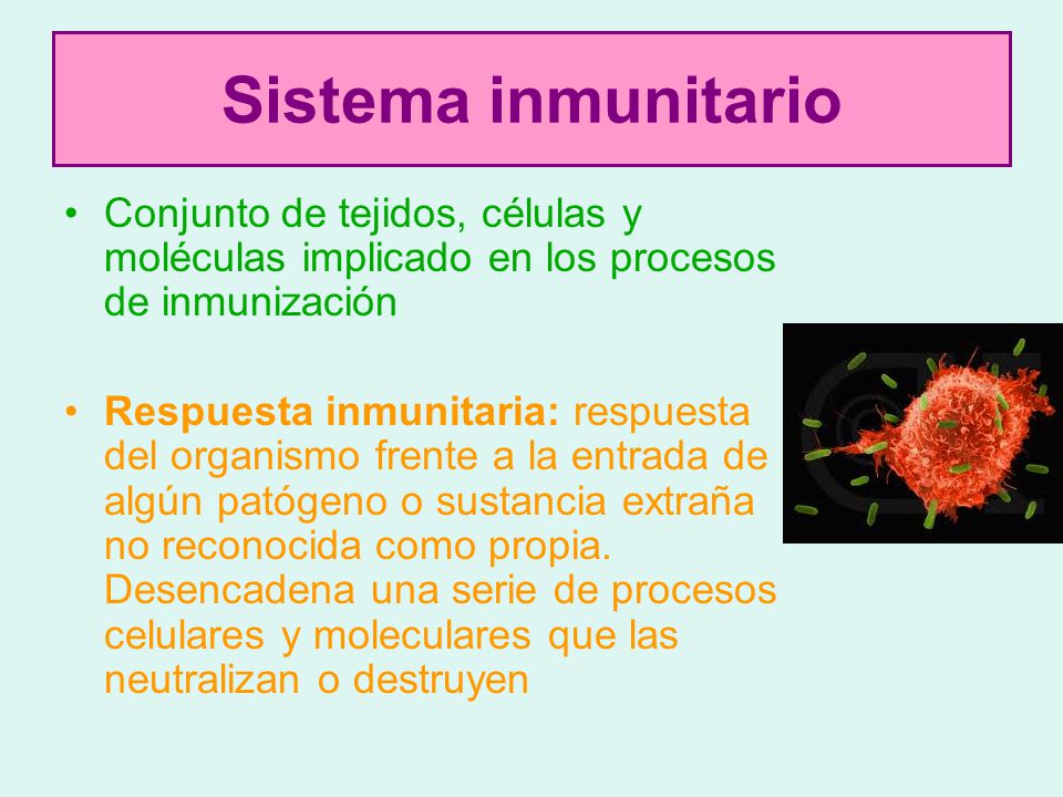 Sistema inmunitario Conjunto de tejidos, células y moléculas implicado en los procesos de inmunización.