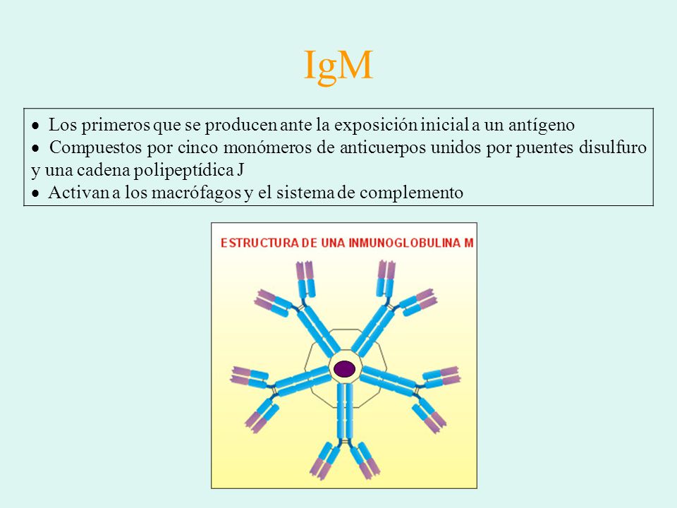 IgM Los primeros que se producen ante la exposición inicial a un antígeno.