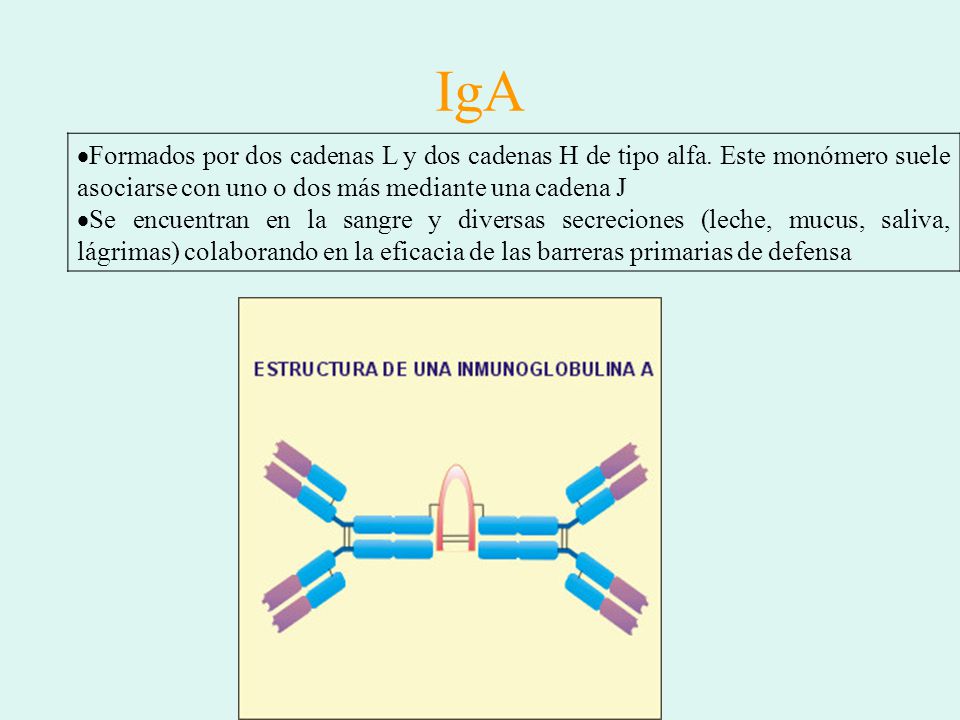 IgA Formados por dos cadenas L y dos cadenas H de tipo alfa. Este monómero suele asociarse con uno o dos más mediante una cadena J.