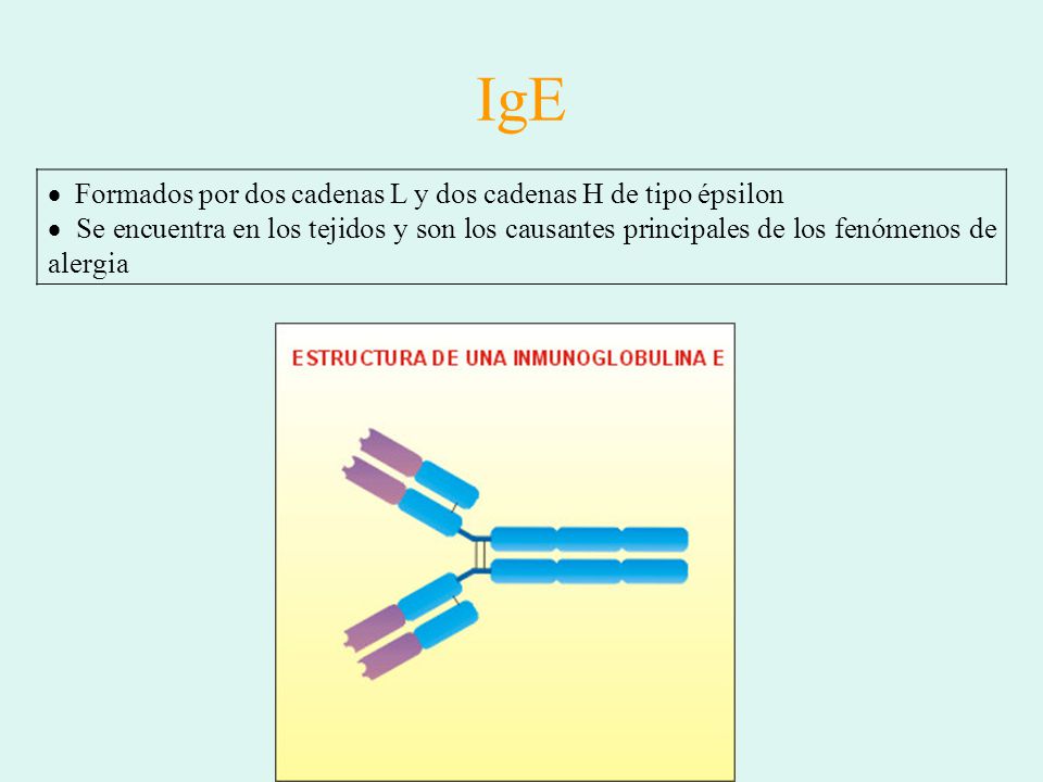 IgE Formados por dos cadenas L y dos cadenas H de tipo épsilon