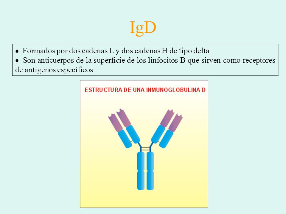 IgD Formados por dos cadenas L y dos cadenas H de tipo delta