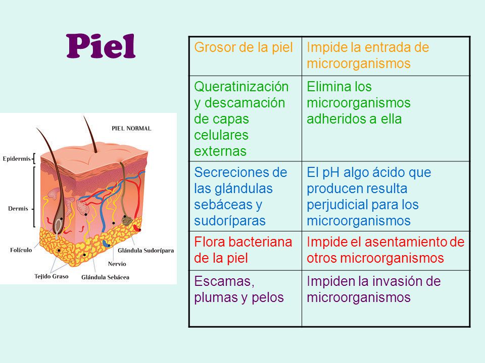 Piel Grosor de la piel Impide la entrada de microorganismos