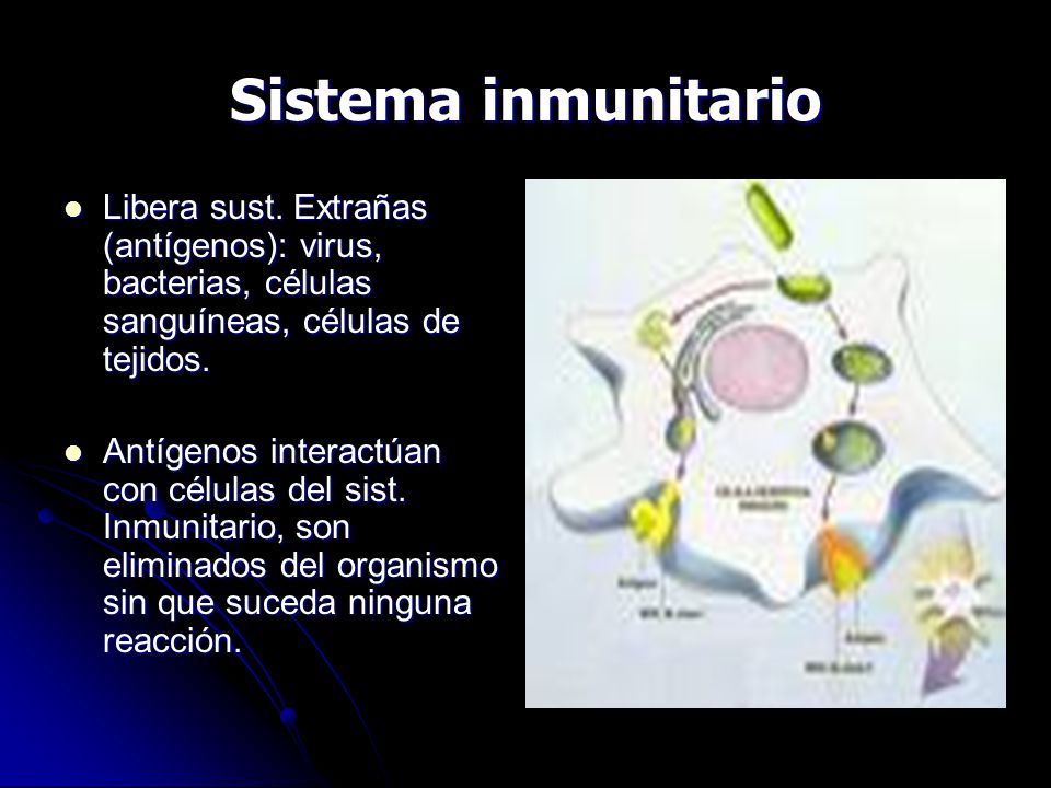 Sistema inmunitario Libera sust. Extrañas (antígenos): virus, bacterias, células sanguíneas, células de tejidos.