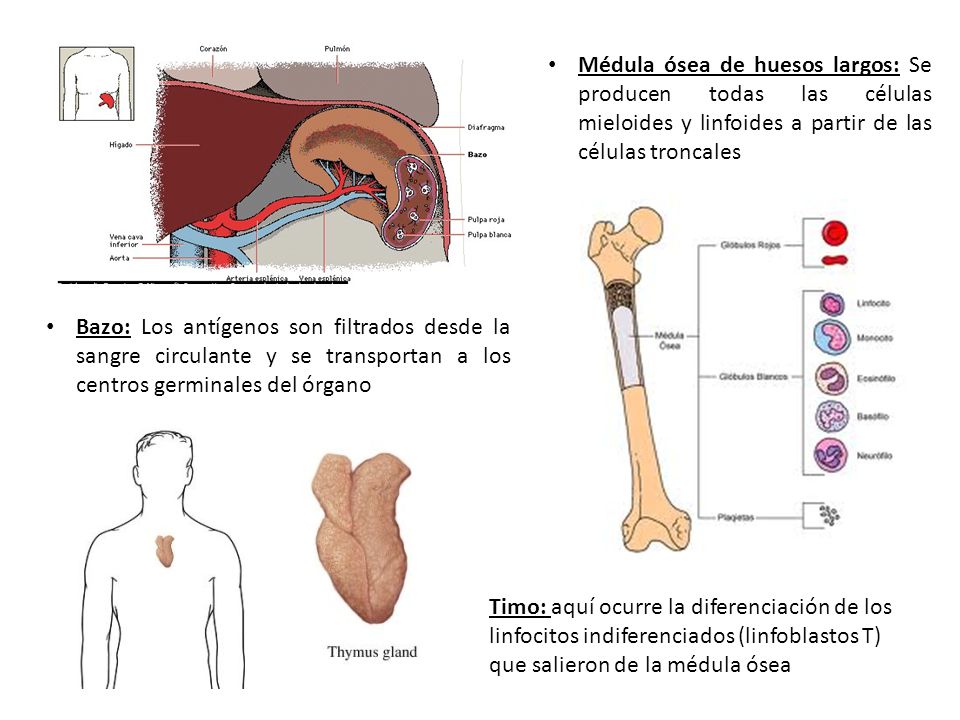 Médula ósea de huesos largos: Se producen todas las células mieloides y linfoides a partir de las células troncales