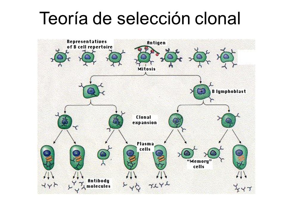 Teoría de selección clonal