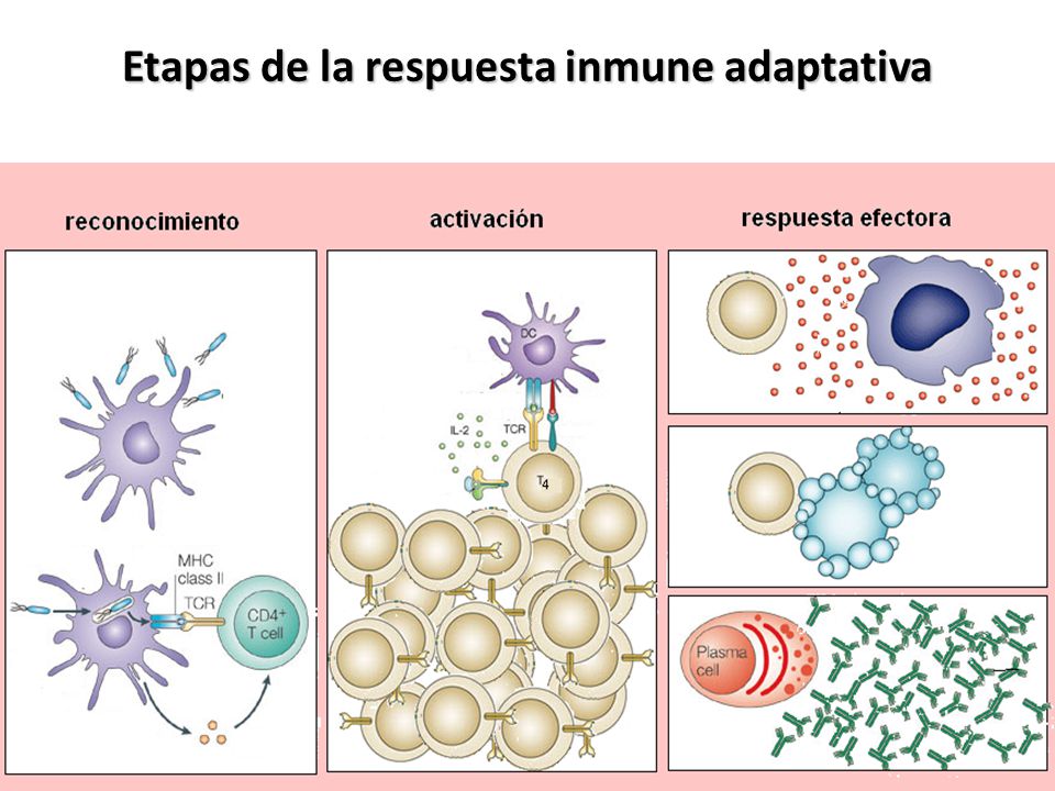 Etapas de la respuesta inmune adaptativa