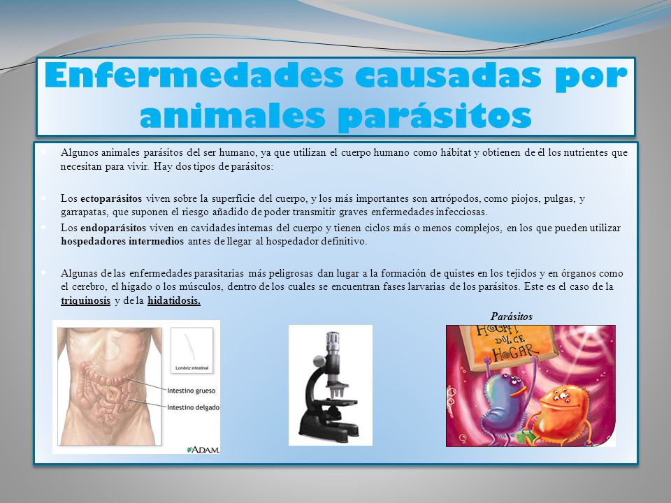 enfermedades infecciosas y parasitarias del ganado