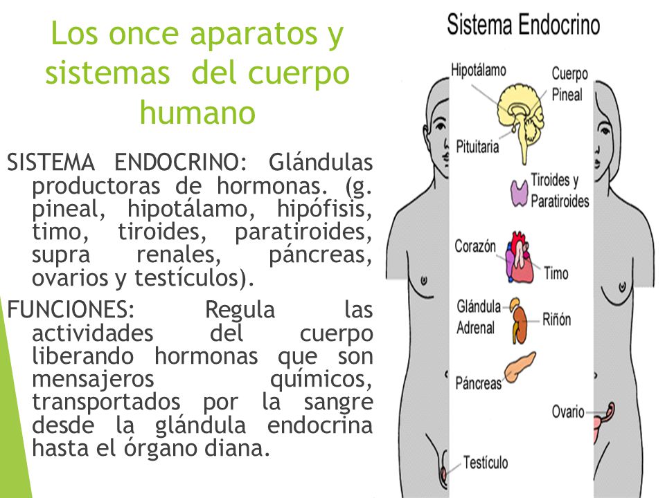 Los once aparatos y sistemas del cuerpo humano
