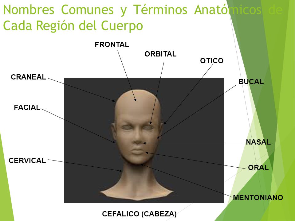 Nombres Comunes y Términos Anatómicos de Cada Región del Cuerpo