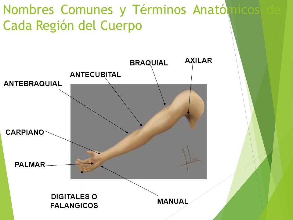 Nombres Comunes y Términos Anatómicos de Cada Región del Cuerpo