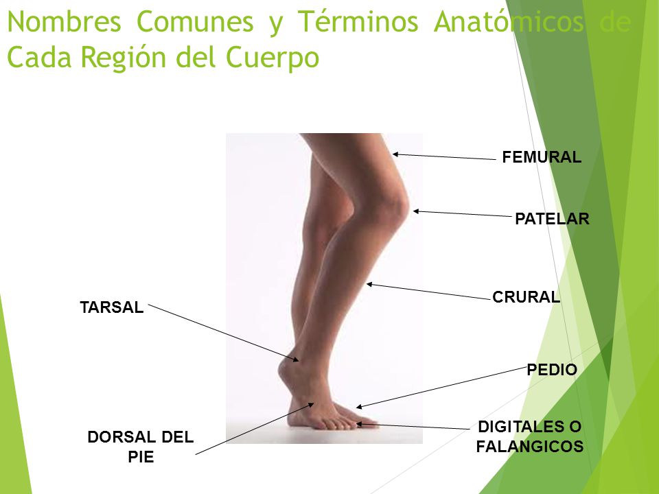 Nombres Comunes y Términos Anatómicos de Cada Región del Cuerpo