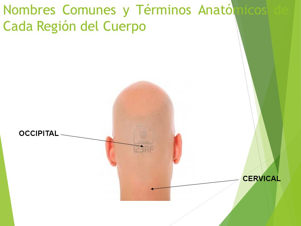 Nombres Comunes y Términos Anatómicos de Cada Región del Cuerpo