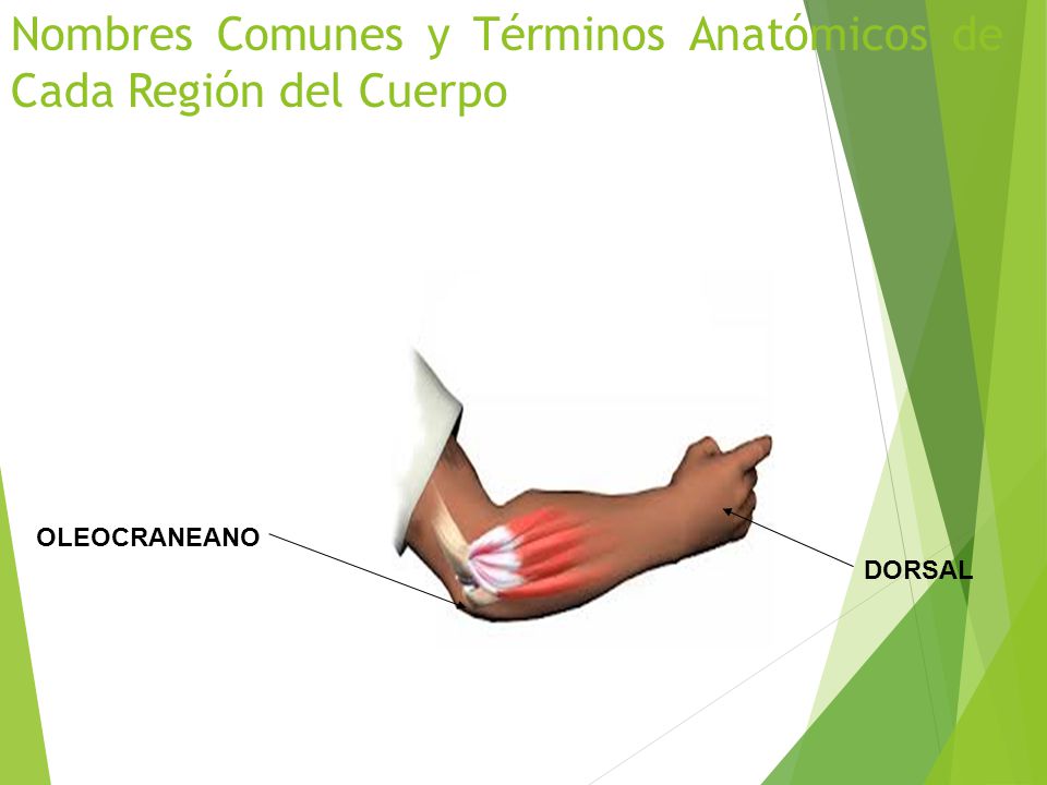Nombres Comunes y Términos Anatómicos de Cada Región del Cuerpo