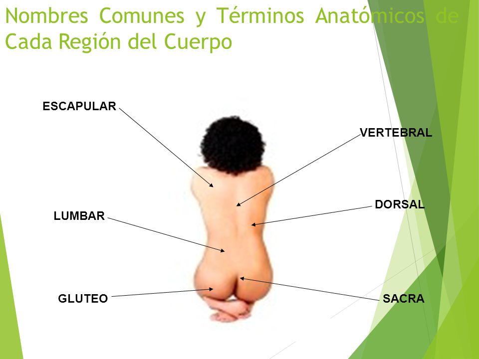 Nombres Comunes y Términos Anatómicos de Cada Región del Cuerpo