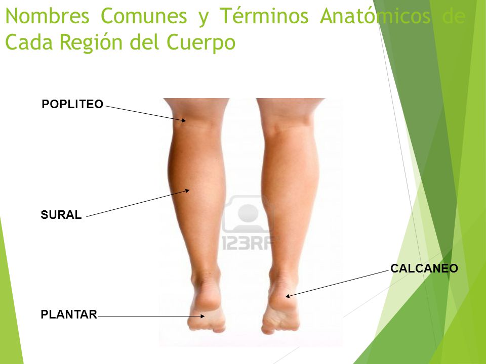Nombres Comunes y Términos Anatómicos de Cada Región del Cuerpo