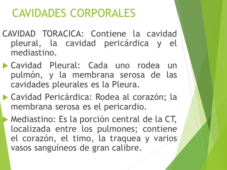 CAVIDADES CORPORALES CAVIDAD TORACICA: Contiene la cavidad pleural, la cavidad pericárdica y el mediastino.