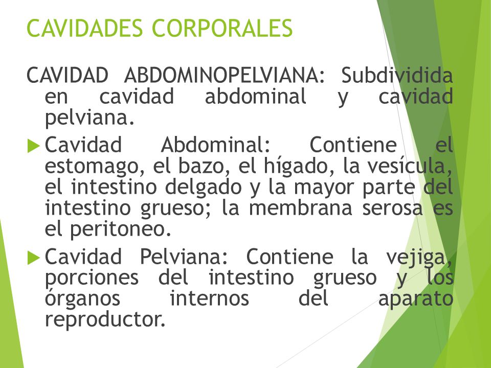 CAVIDADES CORPORALES CAVIDAD ABDOMINOPELVIANA: Subdividida en cavidad abdominal y cavidad pelviana.