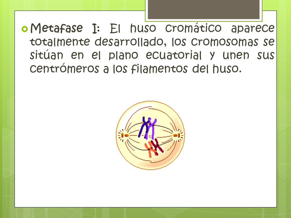 Metafase I: El huso cromático aparece totalmente desarrollado, los cromosomas se sitúan en el plano ecuatorial y unen sus centrómeros a los filamentos del huso.