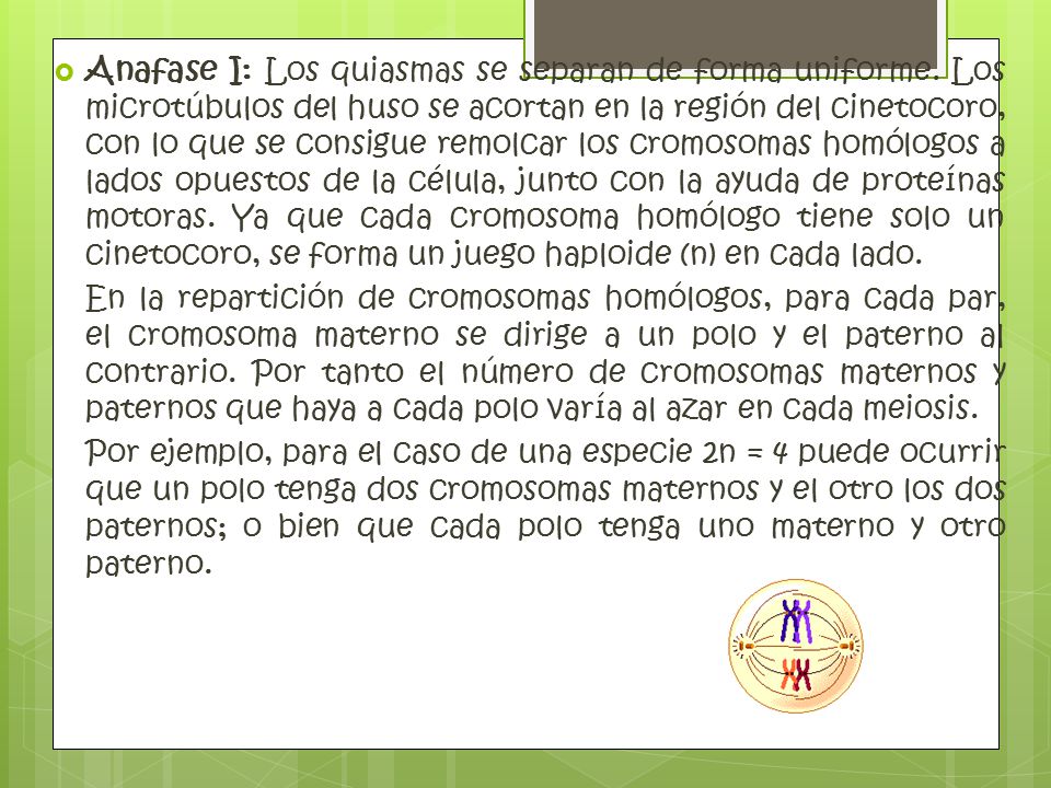 Anafase I: Los quiasmas se separan de forma uniforme