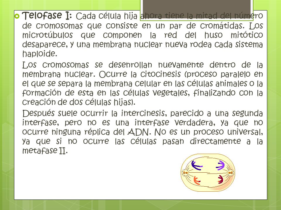 Telofase I: Cada célula hija ahora tiene la mitad del número de cromosomas que consiste en un par de cromátidas. Los microtúbulos que componen la red del huso mitótico desaparece, y una membrana nuclear nueva rodea cada sistema haploide.