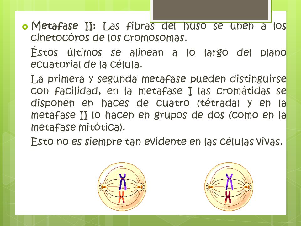 Metafase II: Las fibras del huso se unen a los cinetocóros de los cromosomas.