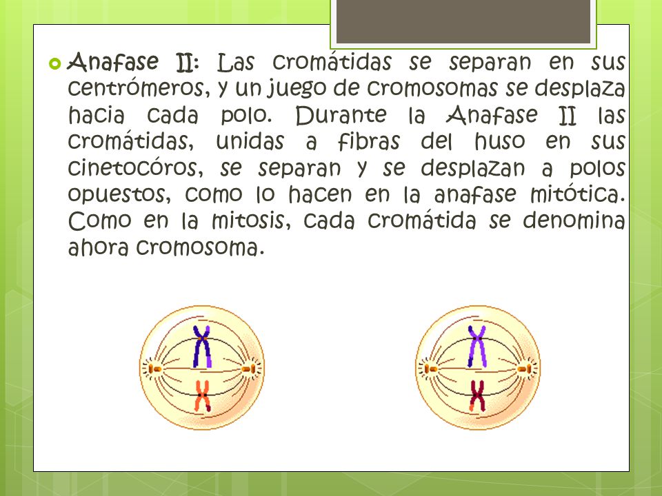 Anafase II: Las cromátidas se separan en sus centrómeros, y un juego de cromosomas se desplaza hacia cada polo.