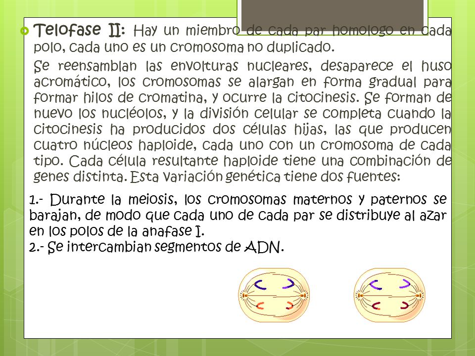 Telofase II: Hay un miembro de cada par homologo en cada polo, cada uno es un cromosoma no duplicado.