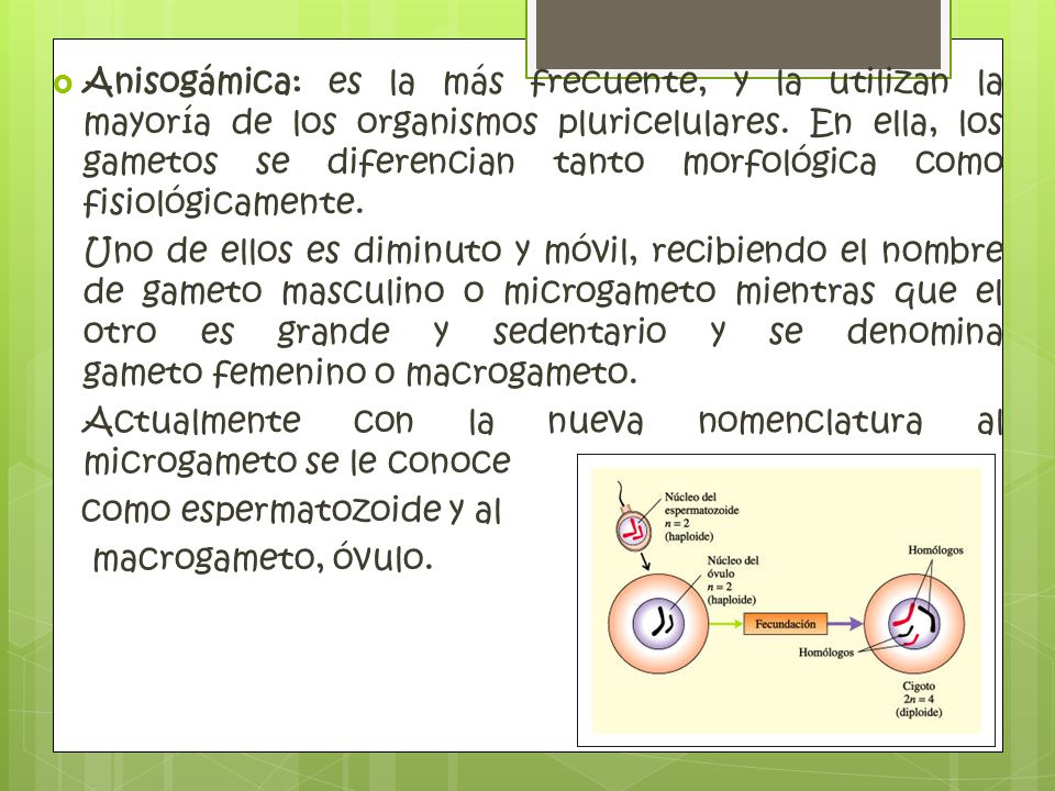 Anisogámica: es la más frecuente, y la utilizan la mayoría de los organismos pluricelulares. En ella, los gametos se diferencian tanto morfológica como fisiológicamente.