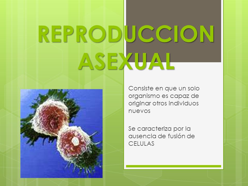 REPRODUCCION ASEXUAL Consiste en que un solo organismo es capaz de originar otros individuos nuevos.