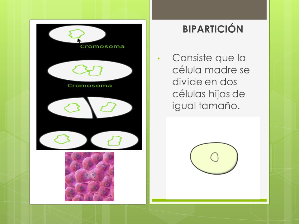 BIPARTICIÓN Consiste que la célula madre se divide en dos células hijas de igual tamaño.