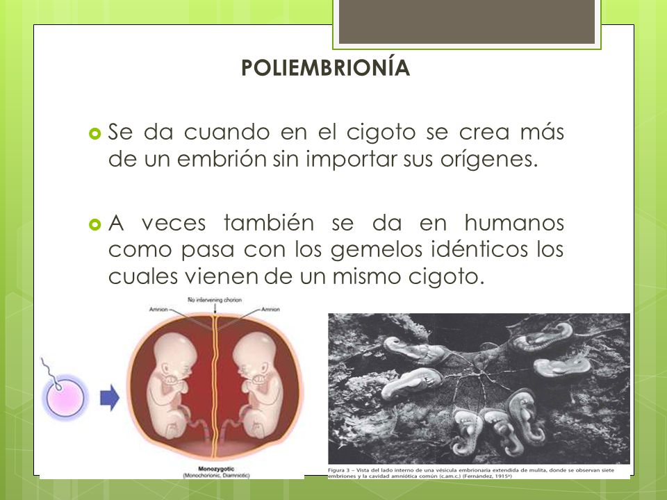 POLIEMBRIONÍA Se da cuando en el cigoto se crea más de un embrión sin importar sus orígenes.