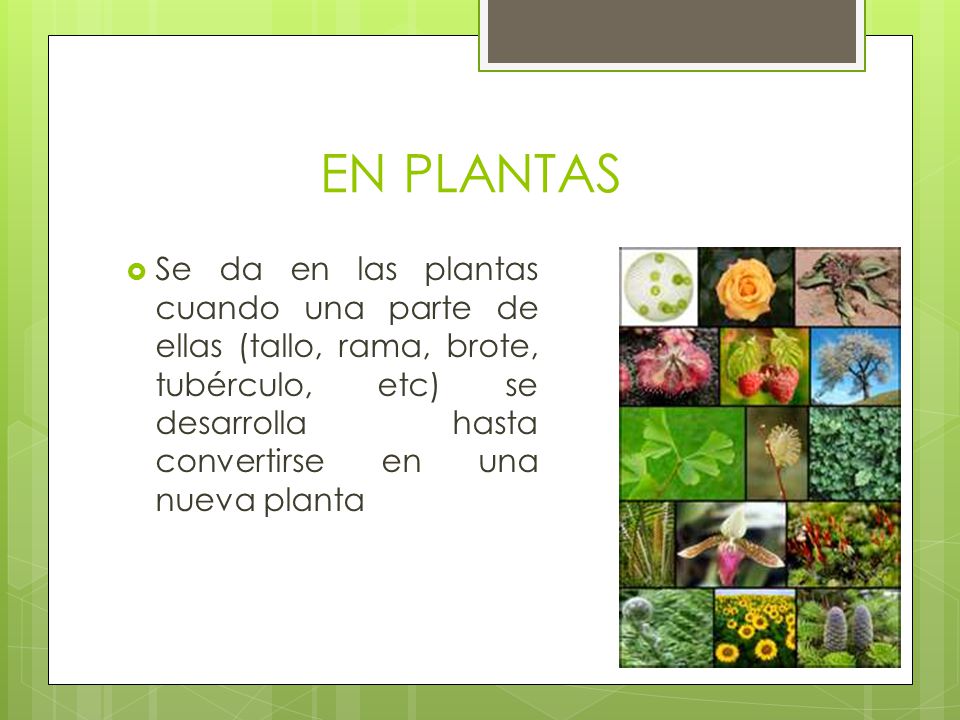 EN PLANTAS Se da en las plantas cuando una parte de ellas (tallo, rama, brote, tubérculo, etc) se desarrolla hasta convertirse en una nueva planta.