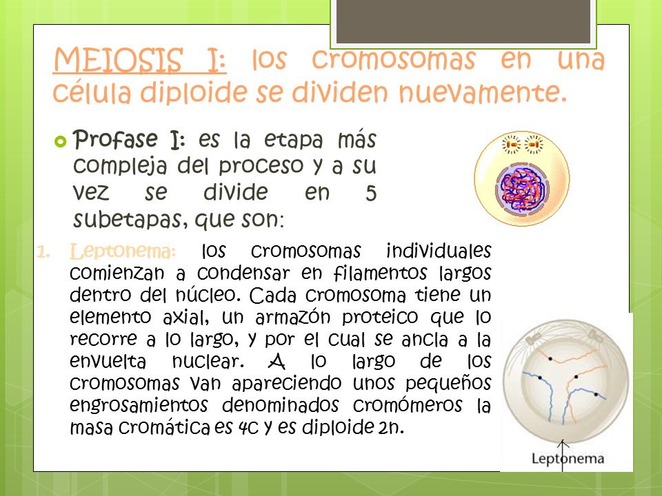 MEIOSIS I: los cromosomas en una célula diploide se dividen nuevamente.