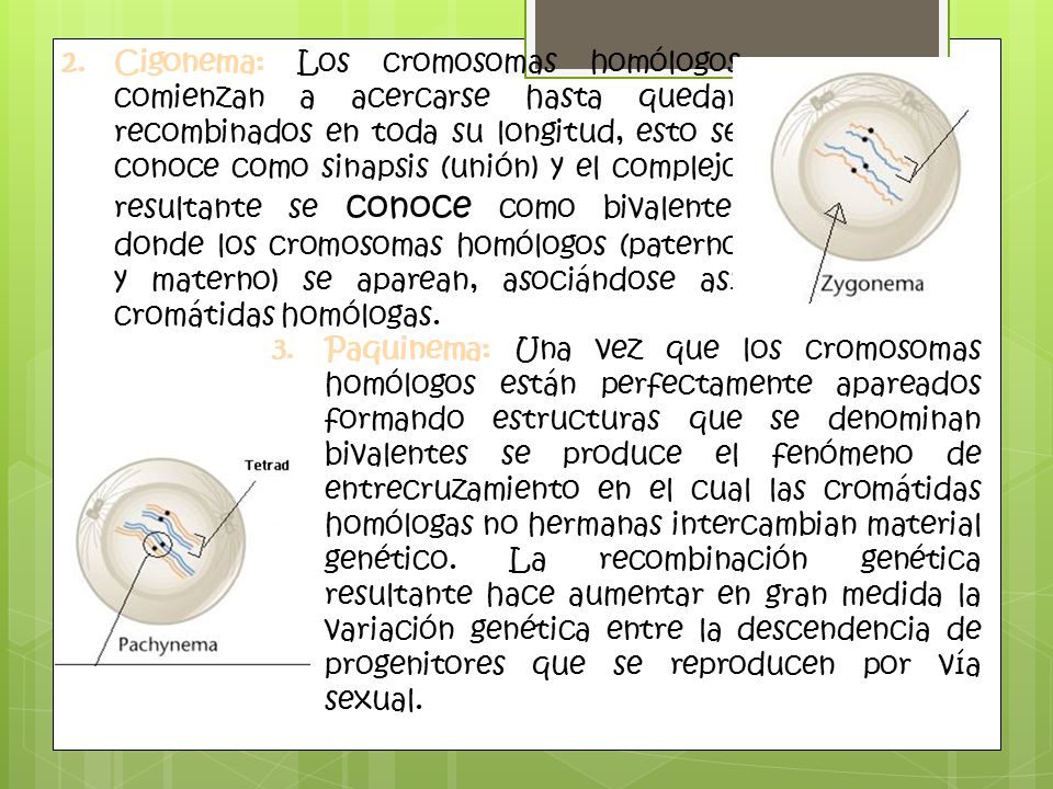 Cigonema: Los cromosomas homólogos comienzan a acercarse hasta quedar recombinados en toda su longitud, esto se conoce como sinapsis (unión) y el complejo resultante se conoce como bivalente, donde los cromosomas homólogos (paterno y materno) se aparean, asociándose así cromátidas homólogas.