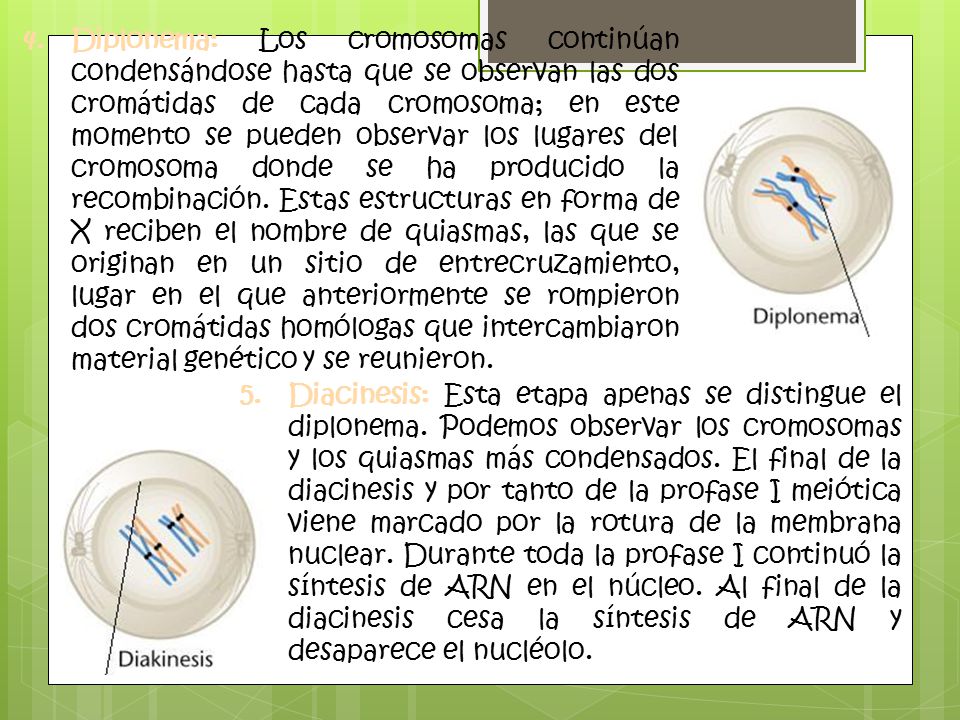 Diplonema: Los cromosomas continúan condensándose hasta que se observan las dos cromátidas de cada cromosoma; en este momento se pueden observar los lugares del cromosoma donde se ha producido la recombinación. Estas estructuras en forma de X reciben el nombre de quiasmas, las que se originan en un sitio de entrecruzamiento, lugar en el que anteriormente se rompieron dos cromátidas homólogas que intercambiaron material genético y se reunieron.