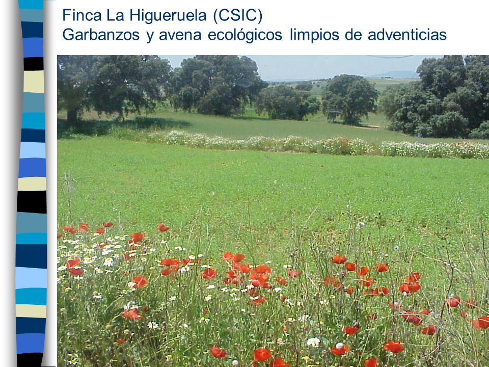 Finca La Higueruela (CSIC) Garbanzos y avena ecológicos limpios de adventicias