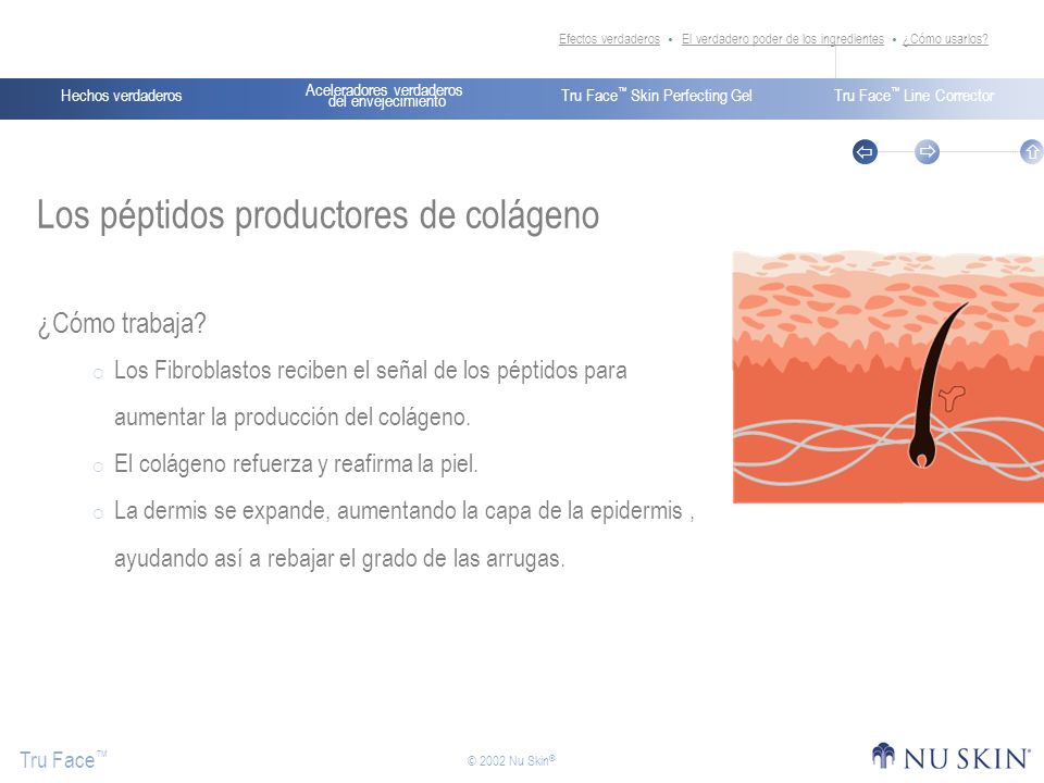 Los péptidos productores de colágeno