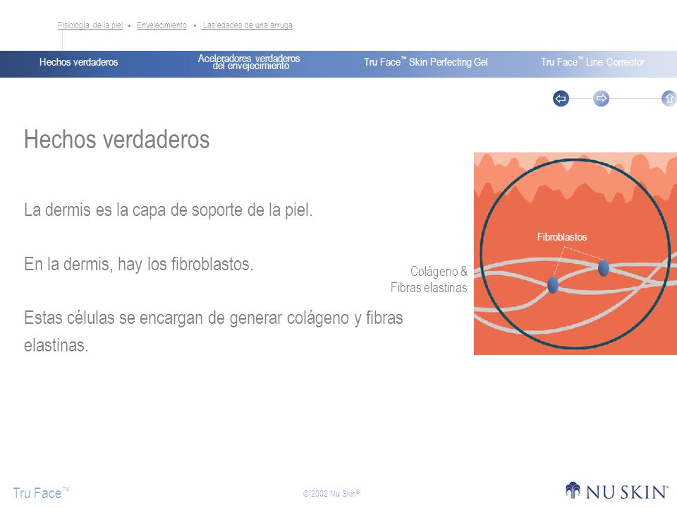 Hechos verdaderos La dermis es la capa de soporte de la piel.