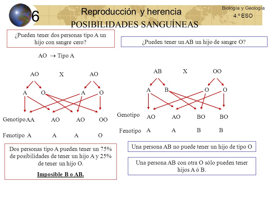 6 Reproducción y herencia POSIBILIDADES SANGUÍNEAS