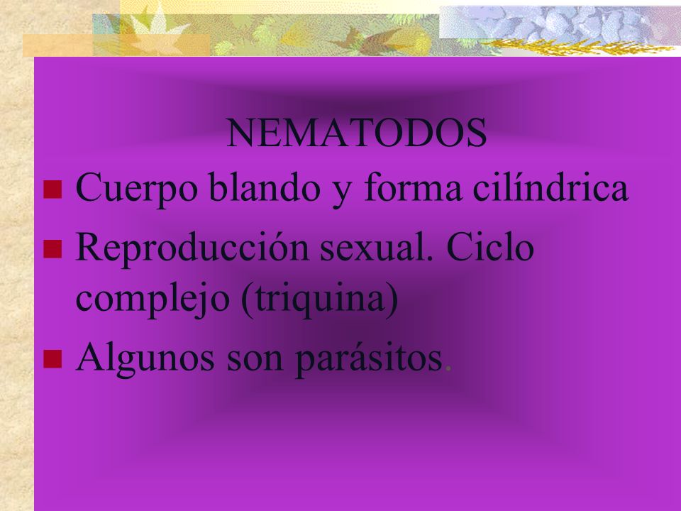 NEMATODOS Cuerpo blando y forma cilíndrica. Reproducción sexual.