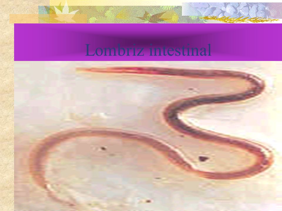 Lombriz intestinal