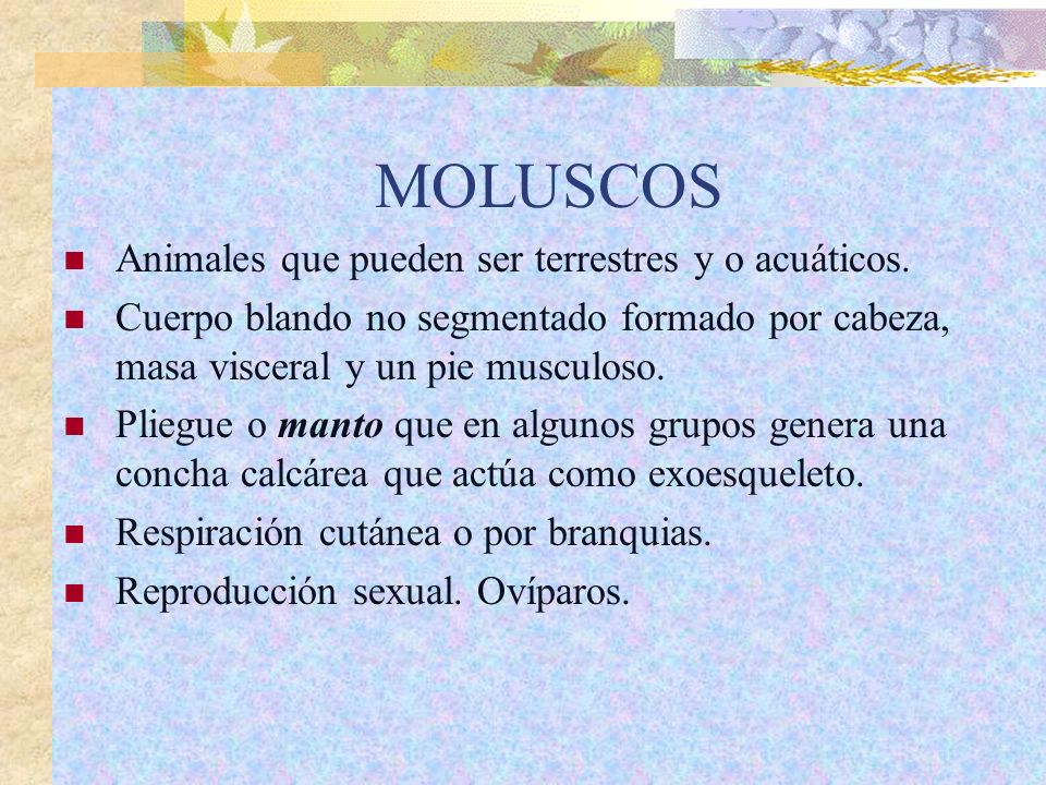 MOLUSCOS Animales que pueden ser terrestres y o acuáticos.